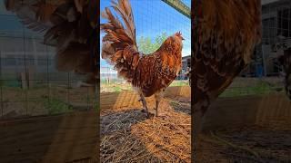Барон фон эйленбарт  #петух #редкиекуры #birds #village #ферма #деревня #птицеводство #милота #pets