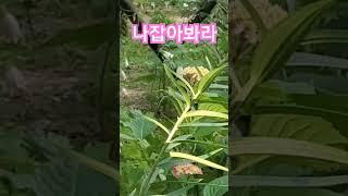 김세호#나비처럼날아 #임향희tv #봉숭아학당 #바디체인지 #라이프웨이브