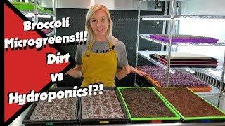 Broccoli Microgreens!! Dirt vs Hydroponics!?!