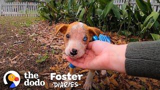 Pittie Puppy Found In A Box Gets So Big and Handsome | The Dodo Foster Diaries