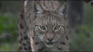 Balkan Lynx Recovery Programme 2005 - 2015