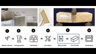 Fungal mycelium and chipped wood composite for building components