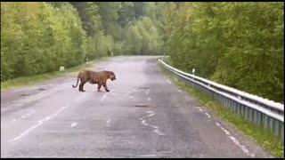 a wild Siberian tiger on the road