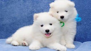 Puppies Doing Funny Things—Cute and Funny dog Videos