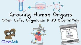 Growing Organs | Stem cells, Organoids and 3D Bioprinting.