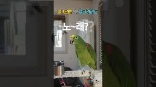 중 1오빠 VS 앵그리버드별이      과연 누가? 이길까요?
