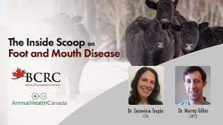 Foot and Mouth Disease – The Inside Scoop for Veterinary Professionals