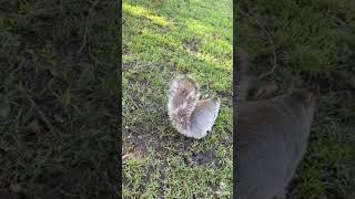 Hand feeding squirrels with monkey nuts 