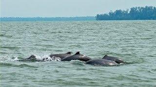 Chilika Lake - Dolphin Sanctuary