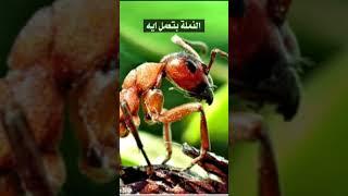 سبحان الله العظيم