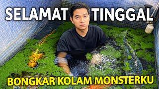 SELAMAT TINGGAL KOLAM LAMA! BONGKAR SARANG KURA-KURA DI KOLAM! IKAN MONSTER JADI LEBIH TERLIHAT!