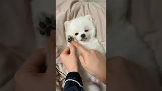 so cute and funny dog video #short#youtubeshort#short#youtubeshort