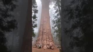 Biggest tree in the world