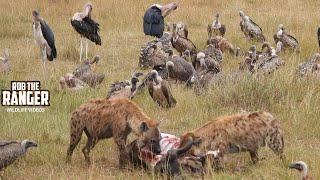 Clean-up Crew Finish A Gnu | Lalashe Maasai Mara Safari