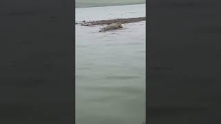 crocodile in yamuna river rajapur chitrakoot..#crocodile #yamuna #chitrakoot #uttarpradesh #tourism