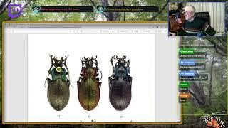 Carabidae 1ª parte