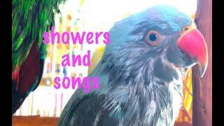 Singing after a shower at pds [parrot rescue]