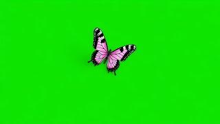 Violet butterfly flying green screen video download | Green screen butterfly effect background