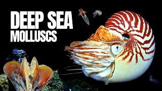 The Alien World of Deep Sea Molluscs