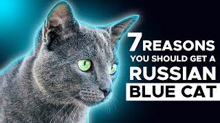 7 Reasons You Should Get A Russian Blue Cat 