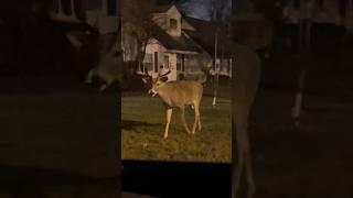 Stare down w a big buck.  Hunters dream of this #deer #buck #wild #epic #viral #shorts