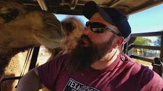 The Beard vs The Camel