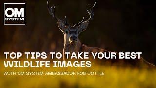 5 tips to take your best wildlife images | with OM SYSTEM Ambassador Rob Cottle