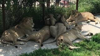 Крепыши из юного прайда спят вместе! Тайган Strong lions from the young pride sleep together! Taigan