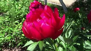 Пион Малинова Ватра / Peony Malynova Vatra - Сад на Волхове
