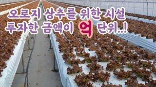 상추전문시설 설치비용 / 대포 안때고 수막으로 난방