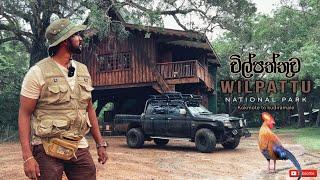 Wilpattu National Park | ලංකාවේ විශාලතම වනාන්තරය මැදින් කුදිරමලේ තුඩුව දක්වා | #wilpattu #Kudiramale