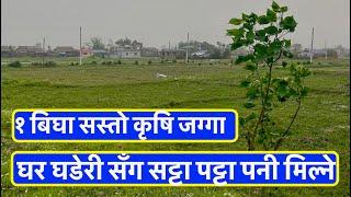 13 Lakh| 1 Bigga| cheap Agriculture land for sale in Nepal Owner 9825676404  सट्टा पट्टा पनी मिल्ने