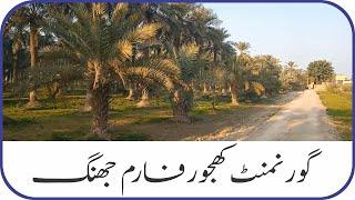 A Beautiful View of Government Dates Farm Gojra Road Near Civil Hospital Jhang | Meekal Vlogs