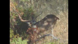 Big California Blacktail Deer-California hunting B Zone- Part 2