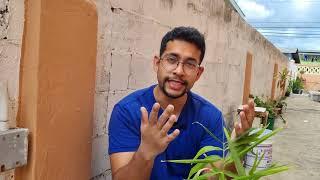 Ginger Harvest from Buckets! | Gardening in Trinidad and Tobago