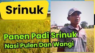 Padi Rojolele Srinuk Indonesian Rural Farmer | Indonesian Village