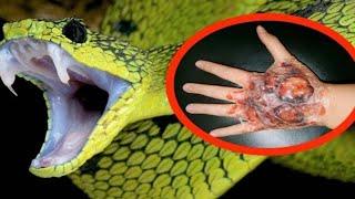 The World's Most Venomous Snakes || Co 1 ||