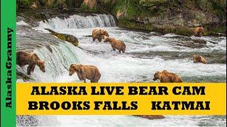 Alaska Brown Bears See Bears Live Brooks Falls Katmai National Park Bear Cams 2024