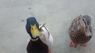 A Couple of Wild Ducks. (not that wild after all) ('Mallard drake')