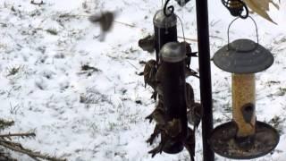 Redpolls at the Nyjer Feeders near London, Ontario