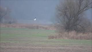 Kornweihe vs. Wanderfalke /Hen Harrier versus Peregrine Falcon in Slow Motion