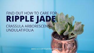 Crassula arborescens undulatifolia "Ripple Jade" is great in arrangements