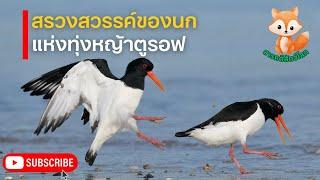 สารคดีสัตว์โลก นกนักเดินทาง แห่งทุ่งหญ้าตูรอฟ | สารคดีสัตว์ สารคดีนก สารคดีสัตว์ป่า