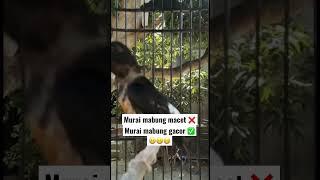 Burung murai mabung gacoorr #muraibatu #muraibatugacor #muraigacor #muraimabung #kicaumania