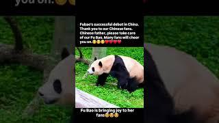 Fubao debut in China#china #fubao#panda#fan#successful #exitosa#成功#réussi/#@pandaloverhehuafollower