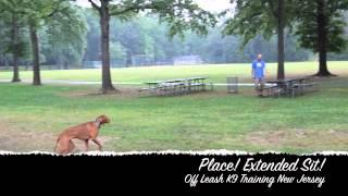 Vizsla Off Leash Obedience Amazing Transformation!