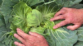 Managing diamondback moth in brassica after wet weather events