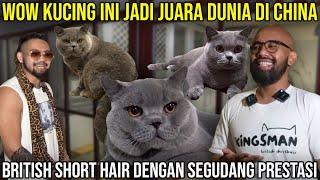 WOW KUCING INI JADI JUARA DUNIA DI CINA BRITISH SHORTHAIR DENGANG SEGUDANG PRESTASI  #indoexotic