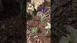 Ирис Голландский луковичный️ #сад #цветы #садоводство #растения #весна #весна2025 #май #ирис #love