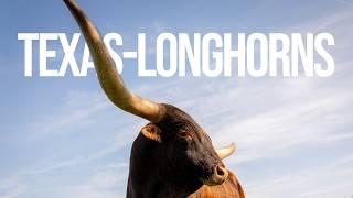 One-Ton Bulls & 90 Inch Horns - Boring Maryland's Longhorn Cattle | Maryland Farm & Harvest